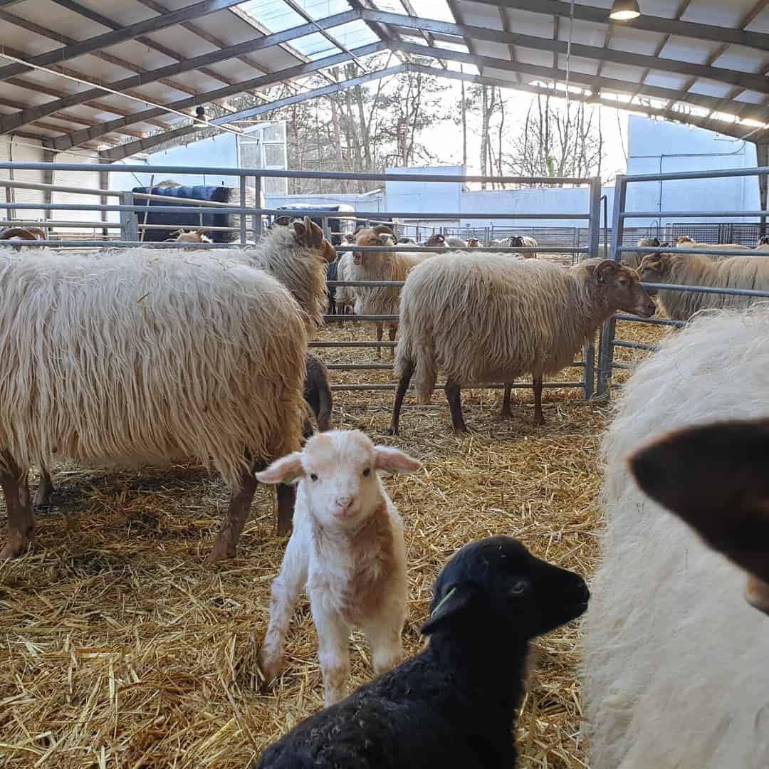 Schaapskooi Laren Ernstig Beschadigd Na Storm